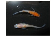 メダカ 松井ヒレ長リンカ紅白 めだか 魚 観賞魚 観賞用 飼育 ペット 淡水 生体 生物 西正ナチュラルライフ 嵐山町 埼玉県