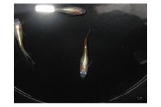 メダカ リンカ紅白体外光 めだか 魚 観賞魚 観賞用 飼育 ペット 淡水 生体 生物 西正ナチュラルライフ 嵐山町 埼玉県