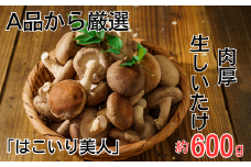 しいたけ 約600g入り  25～30個程度 菌床栽培 生 朝どり 朝どれ 朝採れ 朝取れ 椎茸 シイタケ A品 肉厚 大きい 選抜 新鮮 【コンテナで育てた「はこいり美人」】 埼玉県 川島町