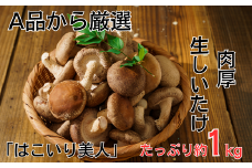 しいたけ 約1kg入り  40～50個程度 菌床栽培 生 朝どり 朝どれ 朝採れ 朝取れ 椎茸 シイタケ A品 肉厚 大きい 選抜 新鮮 【コンテナで育てた「はこいり美人」】 埼玉県 川島町