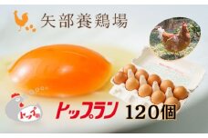 【矢部養鶏場のたまご】こだわりのブランドたまご　トップラン120個（10個パック×12）お取り寄せ 新鮮 ニワトリ 鶏 卵 たまご 玉子 タマゴ 卵かけご飯 TKG 人気 おすすめ 矢部養鶏場 川島町 埼玉