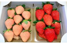【数量限定】紅白いちご・2パック「あまりん（赤）」と「淡雪（白）」（横瀬町・おきうね農園）