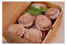 特選原木しいたけ（1.0kg）〜「日本農業賞」大賞受賞の農園〜【秩父 横瀬町 しいたけ 椎茸 シイタケ 原木しいたけ】