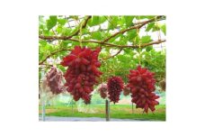 ＜2025年8月中旬以降発送＞＜厳選＞ちちぶ山ルビー(ぶどう)　2kg【1204343】