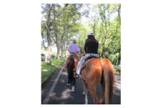 公道での乗馬～ちょっと道草ライド～1名(中学生以上)【1427727】