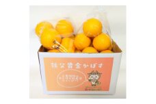 秩父黄金かぼす2kg　冬の特産品＜家庭用＞【1566419】