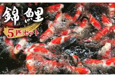 錦鯉（ニシキゴイ） 5匹セット（15cm～20cm） [No.075]