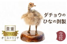 オーストリッチ雛剥製（立位） [No.129]