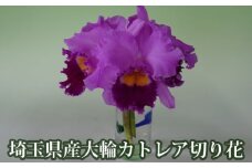 埼玉県産大輪カトレア切り花7輪前後入（ピンク系） [No.158]