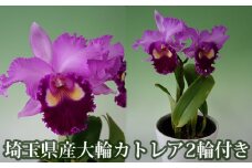埼玉県産大輪カトレア2輪付き（ピンク系・化粧鉢入） [No.160]