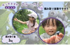 【体験】完熟ブルーベリー摘み取り体験ペアチケット（摘み取り量1kg） [No.187]
