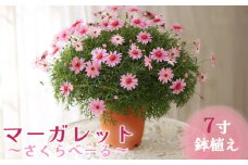 美里町産「マーガレット　～さくらべーる～」7寸鉢植え [No.195]