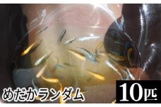 めだかランダム ／ メダカ 生き物  [No.199]