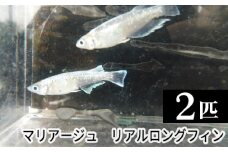 マリアージュ　リアルロングフィン ／ メダカ めだか 生き物  [No.201]