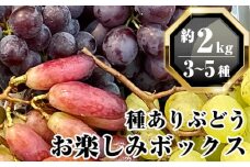 無農薬 ジベレリン処理なし種ありぶどう お楽しみボックス 計約2kg [No.205]