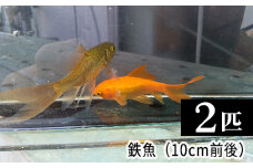 鉄魚　2匹（10cm前後） [No.206]