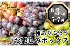 無農薬 ジベレリン処理なし種ありぶどう お楽しみボックス 計約3kg [No.207]