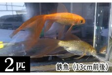 鉄魚　2匹（13cm前後） [No.209]
