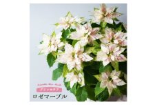 プリンセチア　ロゼマーブル　5号【1449789】