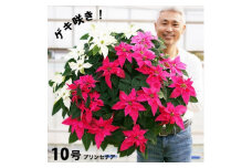 プリンセチア　ピンクの3色植え　10号鉢　直径90センチ×高さ60センチ【1450400】