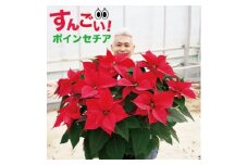 ポインセチア　赤　10号鉢　直径90センチ×高さ60センチ【1450401】