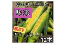 とうもろこし　味来　2Lサイズ×12本　計5kg(梱包込み)【1564847】