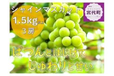 シャインマスカット　3房（1.5kg以上）