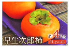早生次郎柿 約4kg【2024年10月下旬発送】[0354]