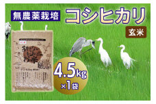 無農薬栽培 コシヒカリ《玄米》4.5kg｜おいしい お米 コメ こめ ご飯 ごはん 白米 玄米 お取り寄せ 直送 贈り物 贈答品 ふるさと納税 埼玉 杉戸 [0563]