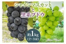 [2025年8月下旬以降お届け] シャインマスカット＆黒系ブドウ詰め合わせ 1kg [0357]