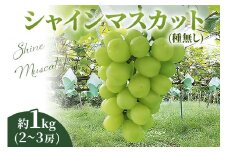 [2025年8月下旬以降お届け] シャインマスカット 1kg [0356]