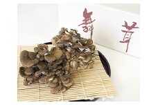 【定期便】まいたけ 12株【隔月×6回お届け】【0060】