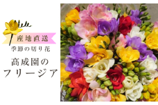 高成園 季節の切り花 フリージア【2025年3月下旬以降配送】産地直送 切花 生花 フラワー [0156]