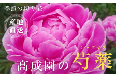 高成園 季節の切り花 シャクヤク【2024年4月中旬以降配送】芍薬 ピオニー 産地直送 切花 生花 フラワー [0157]