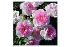 バラの家 [シャリマー] 6号鉢植え品 育てやすい次世代のバラ苗 [0176]｜rosaorientis ロサオリエンティス 薔薇