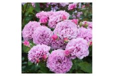 バラの家 [コリンクレイヴン] 6号鉢植え品 育てやすい次世代のバラ苗 [0178]｜rosaorientis ロサオリエンティス 薔薇