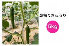朝採りきゅうり 5kg [0203]