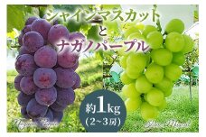 [2025年8月下旬以降お届け] ナガノパープル＆シャインマスカット詰め合わせ 1kg [0355]
