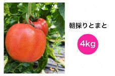 朝採りとまと 4kg｜新鮮 産直 農家 直送 トマト 野菜 埼玉 杉戸 [0204]