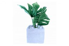 次世代型インテリアグリーン　DiamondPlants　Short ヒメモンステラ・ホワイト鉢 [№5346-7009]0185