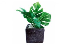 次世代型インテリアグリーン　DiamondPlants　Short ヒメモンステラ・ブラック鉢 [№5346-7010]0185