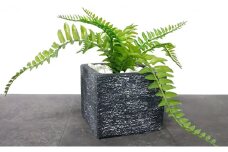 次世代型インテリアグリーン　DiamondPlants　Short シダ・ブラック鉢 [№5346-7012]0185