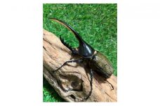 ヘラクレスオオカブト成虫ペア（♂140mm～・♀フリー）　【 生き物 虫 昆虫 カブトムシ シイタケ 廃菌床 昆虫マット 雄 雌 循環環境 成虫 飼育 】[№5346-0206]