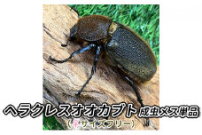 ヘラクレスオオカブト成虫メス単品（♀サイズフリー）【 生き物 昆虫 男の子 子供 飼育観察 自由研究 自然 環境 学習 孫 プレゼント 学び 】[№5346-0262]