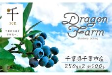 栽培期間中農薬不使用　完熟ブルーベリー　500g【果物詰合せ フルーツ 千葉県 千葉市 ブルーベリー 】[№5346-0328]