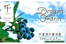 栽培期間中農薬不使用　完熟ブルーベリー　1kg【果物詰合せ フルーツ 千葉県 千葉市 ブルーベリー 】[№5346-0329]