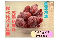 鮮度そのまま！！急速冷凍完熟いちご食べ比べ3品種（紅ほっぺ・よつぼし・はるひ・スターナイト・おいCベリー・かおり野・恋みのりの中からランダムで3品種)500g×3袋セット ふぁいんファーム[№5346-0440]