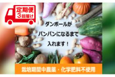 野菜 定期便 3ヶ月 2～4名様向け 野菜6種 セット＋加工品 旬の野菜 生野菜 やさい 新鮮 鮮度 産地直送 詰め合わせ 冷蔵 千葉 定期 お楽しみ 3回[№5346-0894]
