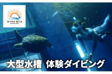 大型水槽 体験ダイビング 体験 チケット クーポン ウミガメ 水槽 千葉市[№5346-0963]