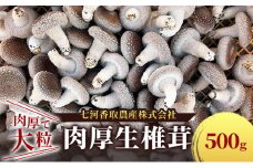 しいたけ 肉厚生椎茸500g 椎茸 シイタケ 高品質 通年栽培 肉厚 大粒 しっかり 噛み応え きのこ 千葉市 千葉県[№5346-1330]